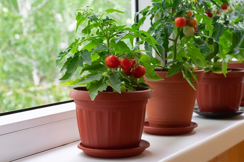 Балконные помидоры Пиноккио – урожайное «украшение» интерьера