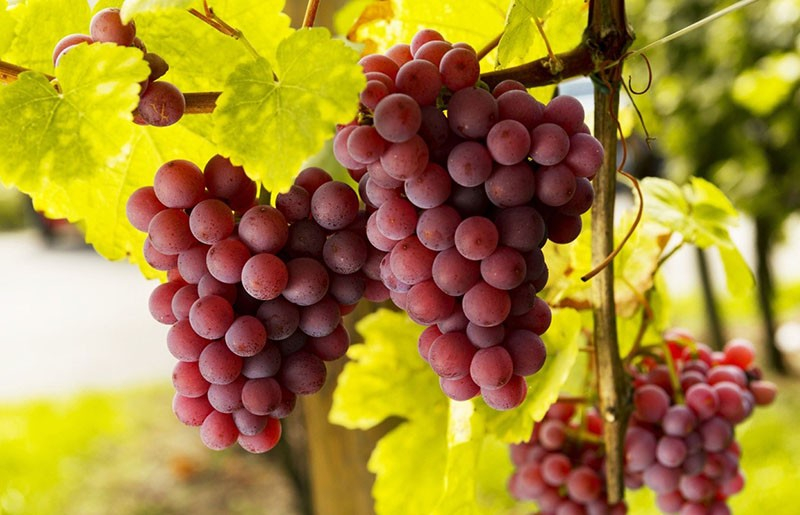 Чем опасна виноградная филлоксера и самые эффективные методы ее лечения