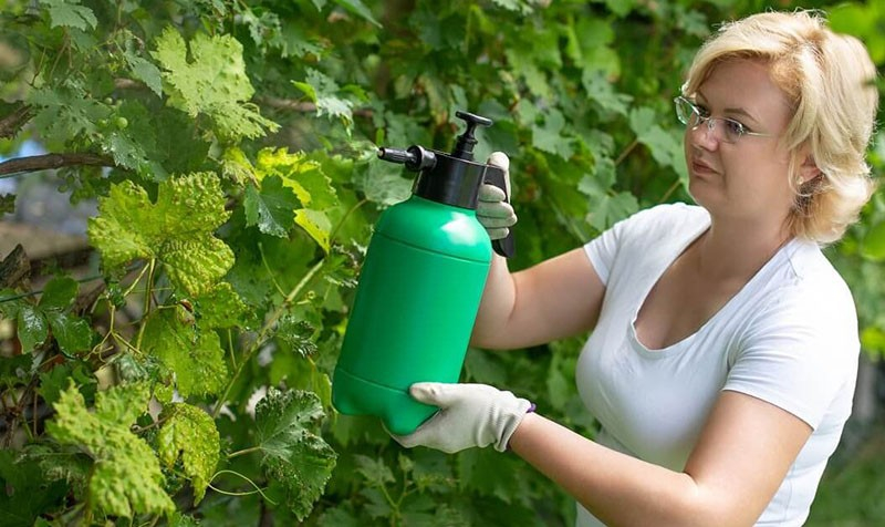 Чем опасна виноградная филлоксера и самые эффективные методы ее лечения