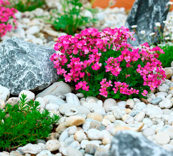 Идеи альпинариев, садов камней для маленьких участков