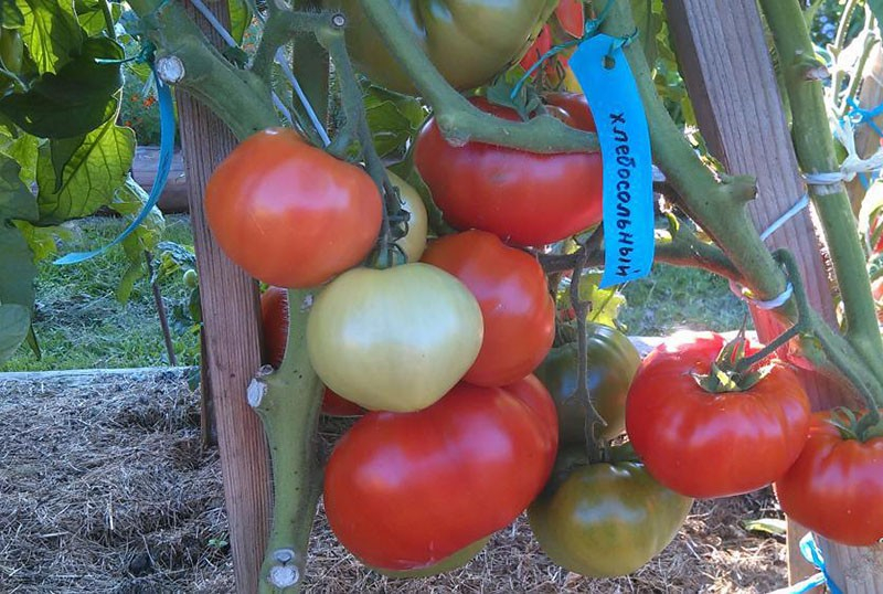 Крупноплодный сорт томата Хлебосольный займет достойное место на ваших грядках