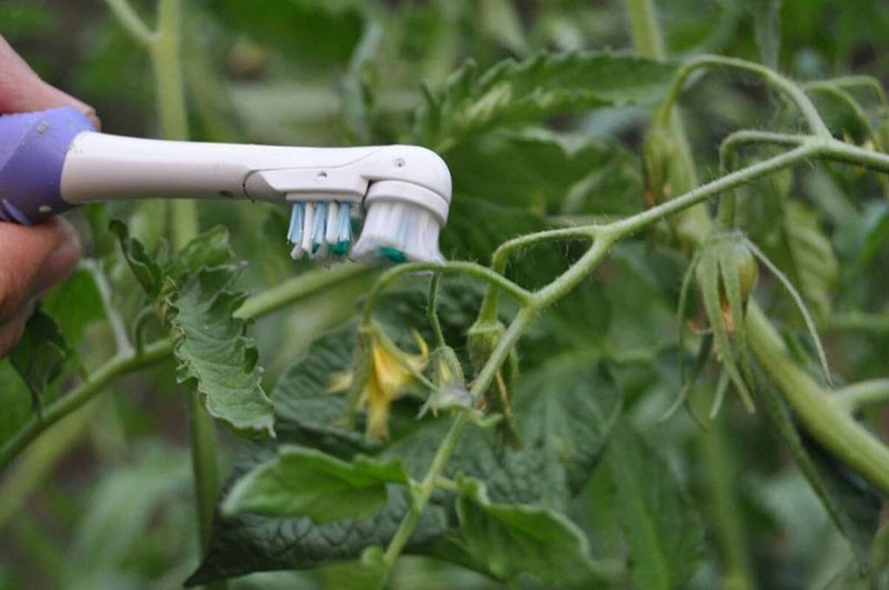 Опыление томатов в теплице – эффективные способы для увеличения завязей
