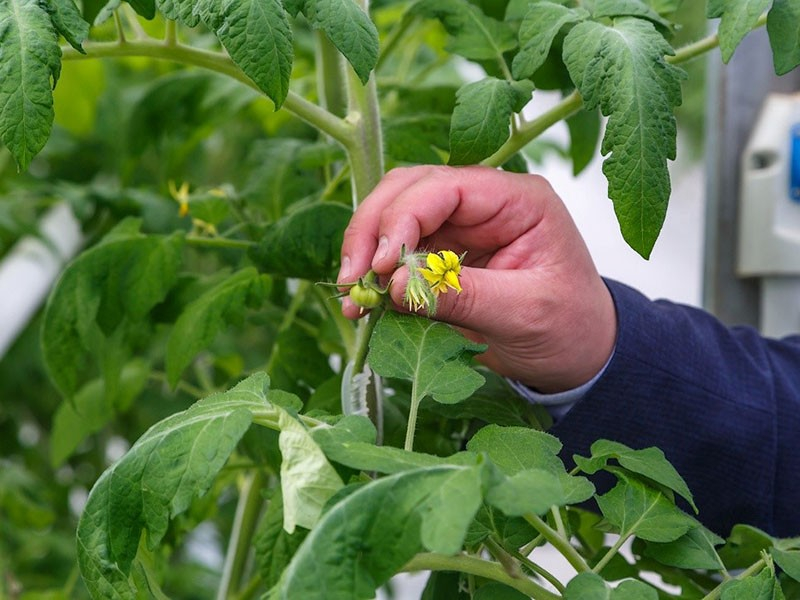 Опыление томатов в теплице – эффективные способы для увеличения завязей