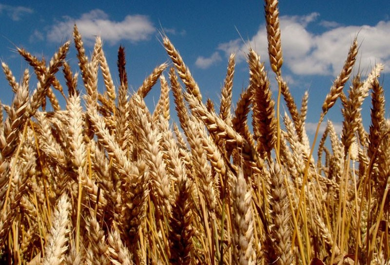 Почему необходимо вносить удобрения для озимой пшеницы