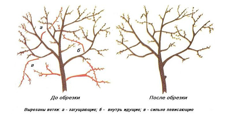 Пошаговая инструкция и схема обрезки вишни осенью