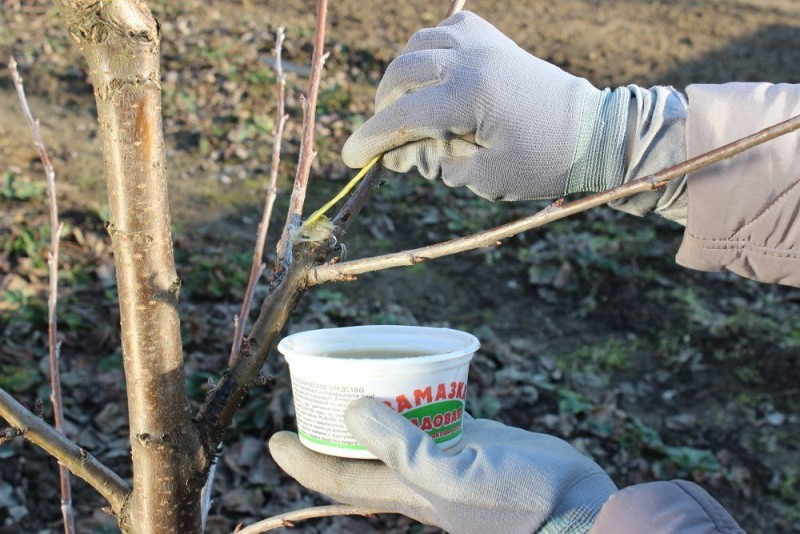 Пошаговая инструкция и схема обрезки вишни осенью