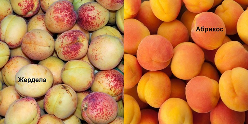 Прародитель всех сортов абрикоса – дикорастущая жердела