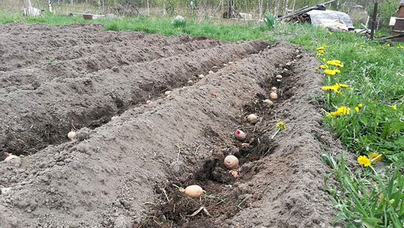 Сорт картофеля Пикассо для выращивания регионах с теплым и умеренным климатом
