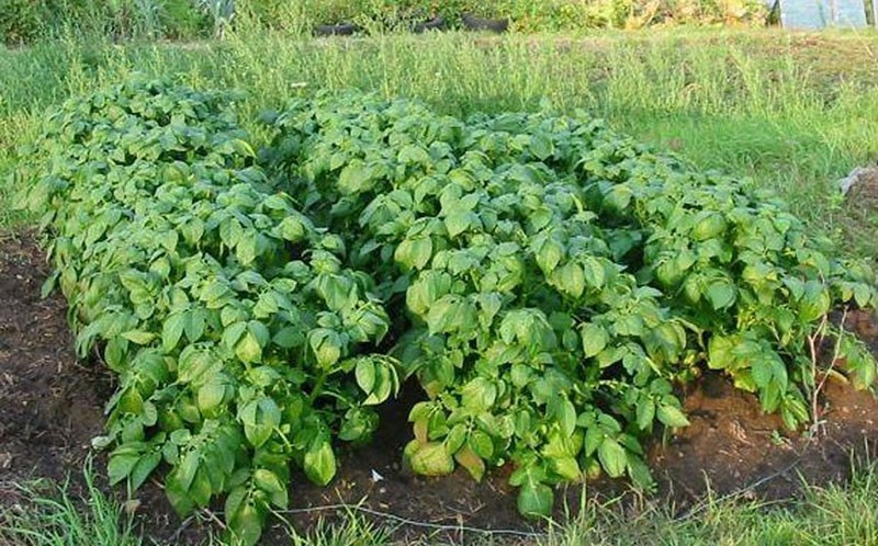 Сорт картофеля Пикассо для выращивания регионах с теплым и умеренным климатом