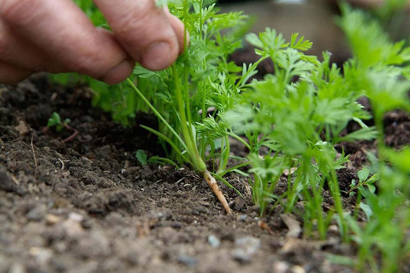 Сорт моркови Канада – нюансы выращивания высокоурожайного голландского гибрида