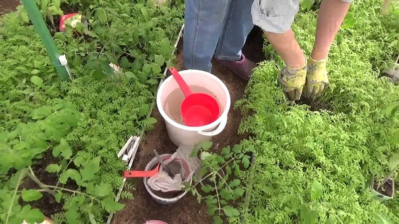 Улучшаем наши грядки высевая сидераты для томатов