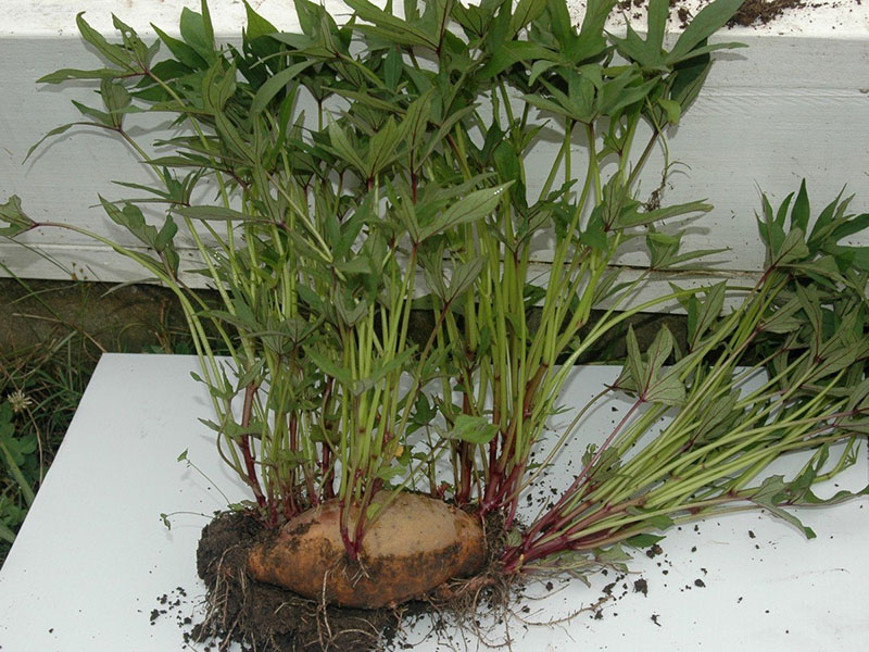 Возможно ли выращивание батата в средней полосе?