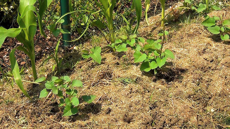 Возможно ли выращивание батата в средней полосе?