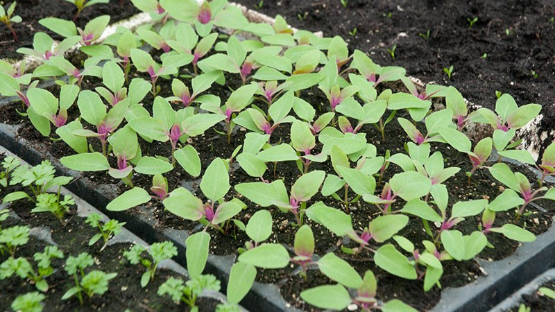 Выращивание земляничного шпината из семян в открытом грунте и в домашних условиях