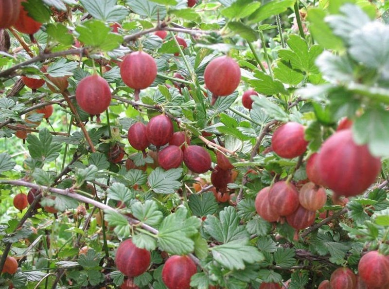 Высокоурожайный крыжовник Консул обеспечит вашу семью сладкими ягодами