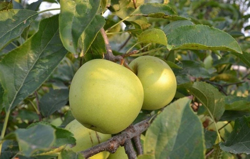 Зимняя яблоня Голден Делишес с золотистыми плодами