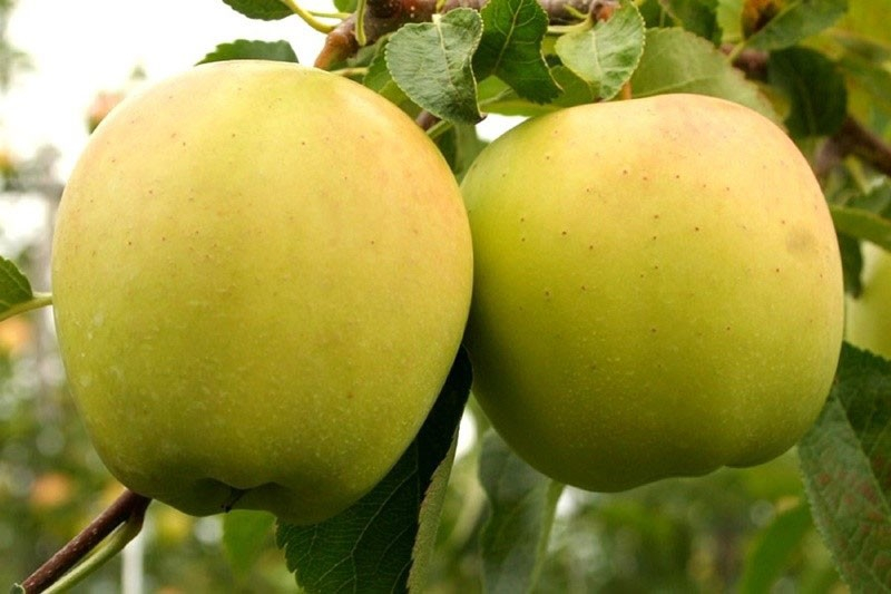 Зимняя яблоня Голден Делишес с золотистыми плодами
