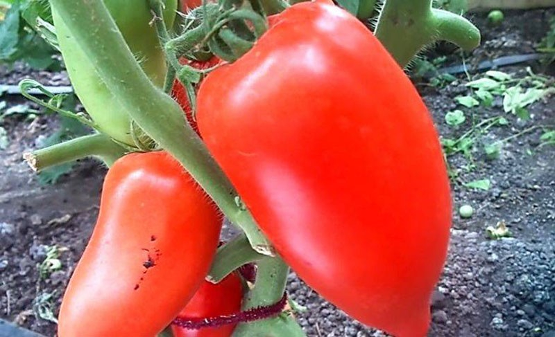 Для домашних заготовок отлично подходит томат Сибирская тройка