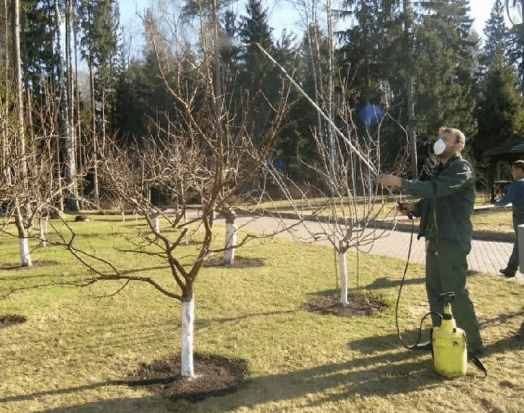 Груша Краснобокая зимняя – отличный выбор для дачного сада на Урале