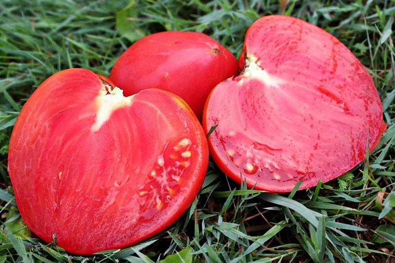 Характеристика и описание сорта томата Мазарини для любителей крупноплодных помидор