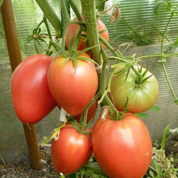 Характеристика и описание сорта томата Мазарини для любителей крупноплодных помидор
