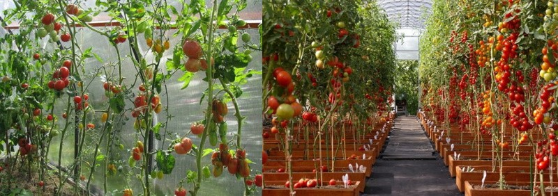 Индетерминантные сорта томатов, что это и чем отличаются от других сортов помидор