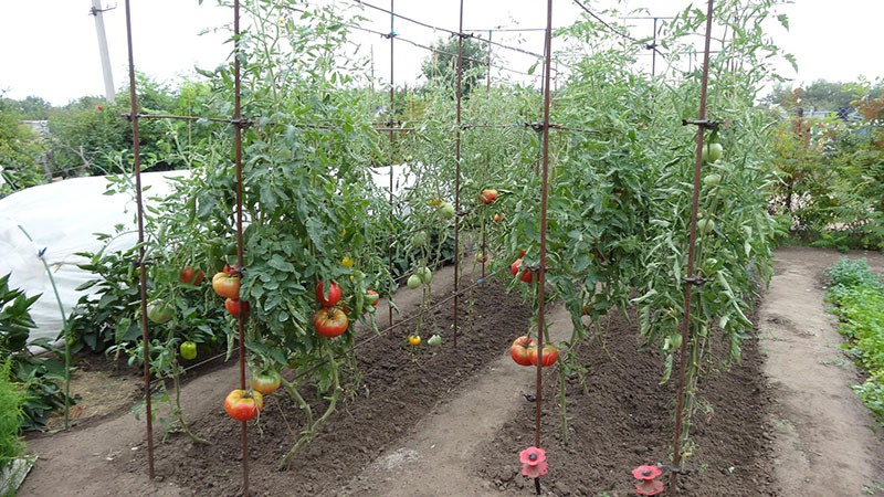 Индетерминантные сорта томатов, что это и чем отличаются от других сортов помидор
