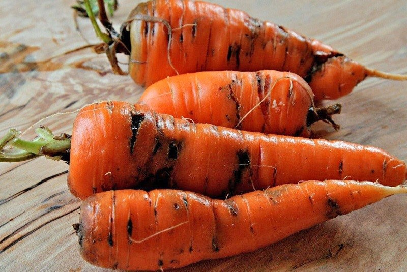 Морковь сорта Вита Лонга для закладки на длительное хранение