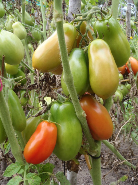 Неприхотливый сорт томата Петруша огородник для выращивания в любых климатических зонах
