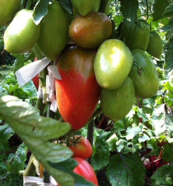 Неприхотливый сорт томата Петруша огородник для выращивания в любых климатических зонах