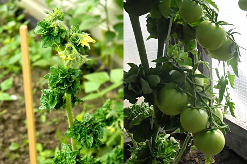 Оригинальный и высокоурожайный любимец дачников томат Палка колоновидный