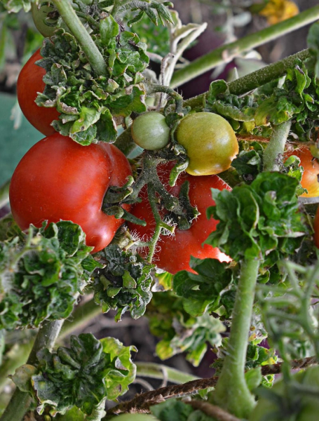 Оригинальный и высокоурожайный любимец дачников томат Палка колоновидный