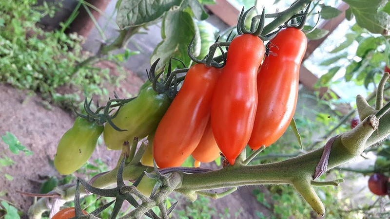 Оригинальный сорт томата Фляшен с бутылочными плодами