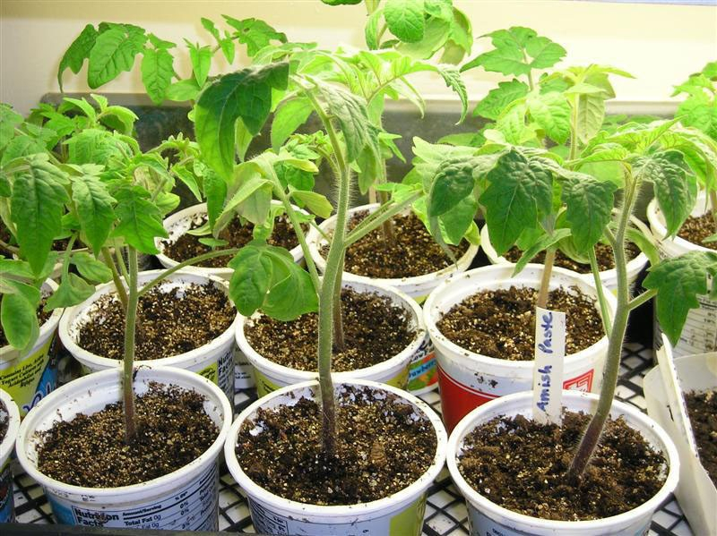 Почва с опилками для рассады томатов – способы приготовления и польза питательного субстрата