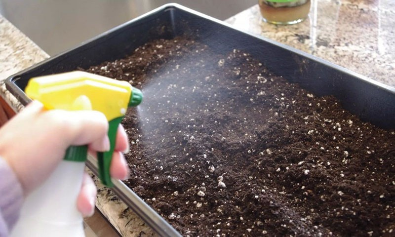 Почва с опилками для рассады томатов – способы приготовления и польза питательного субстрата