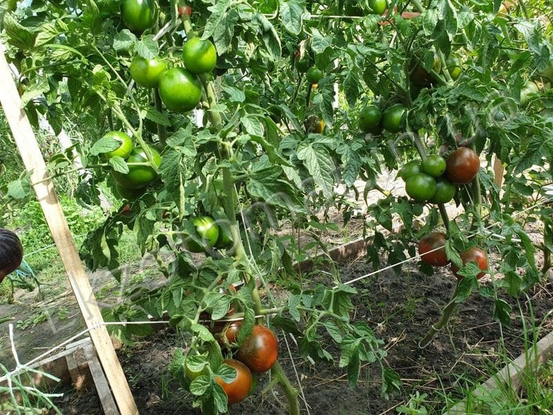 Посадите на своих грядках необычные черные помидоры Кумато