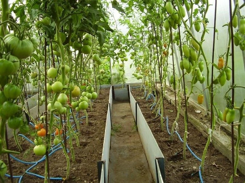 Секреты полива помидор в теплице из поликарбоната для получения богатого урожая