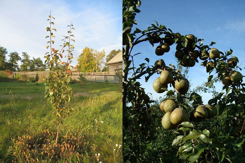 Сорт груши Белорусская поздняя выращивается для длительного хранения плодов