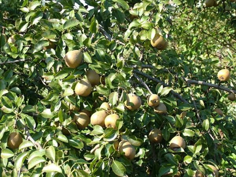 Сорт груши Белорусская поздняя выращивается для длительного хранения плодов