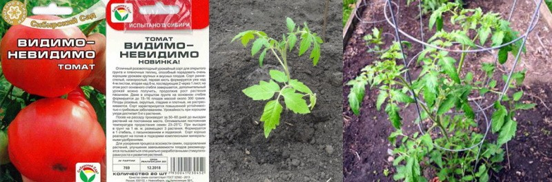 Сорт томата Видимо-невидимо для получения богатого раннего урожая в теплице или на грядках