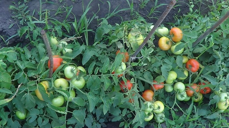 Сорт томата Видимо-невидимо для получения богатого раннего урожая в теплице или на грядках