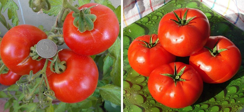 Сорта помидоров, устойчивых к фитофторозу для парников и открытых грядок