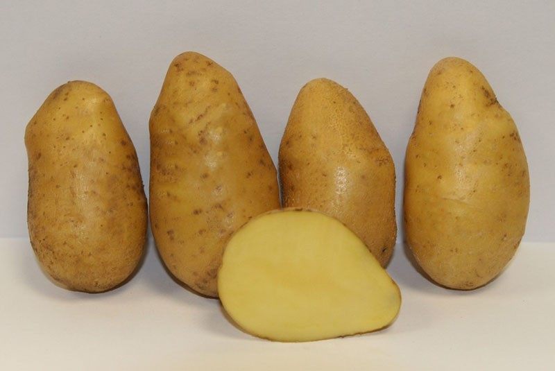 Суперранний сорт картофеля Импала на ваших грядках