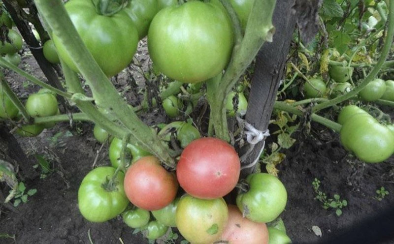 Томат Пинк Буш – как выращивать урожайный розовоплодный сорт на грядках и в теплице