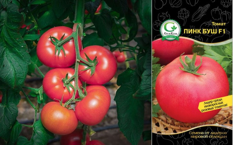 Томат Пинк Буш – как выращивать урожайный розовоплодный сорт на грядках и в теплице