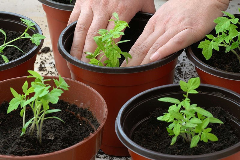 Тонкости выращивания высокоурожайного гибрида томата Пинк Уникум f1
