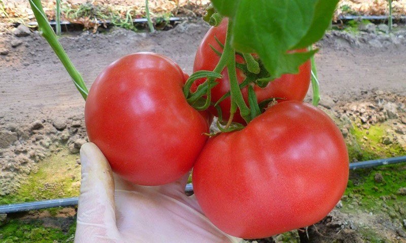 Тонкости выращивания высокоурожайного гибрида томата Пинк Уникум f1