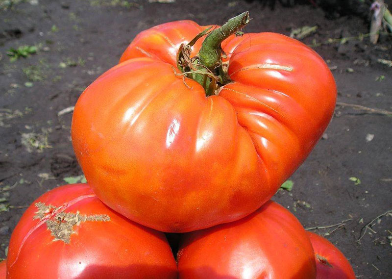 ТОП-10 самых сладких сортов томатов для теплиц и открытого грунта