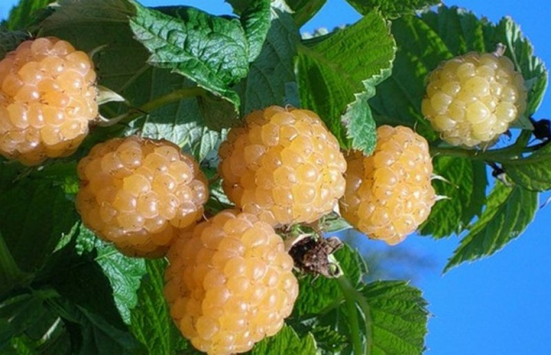 Удивительный сорт малины Беглянка желтая займет достойное место в вашем саду