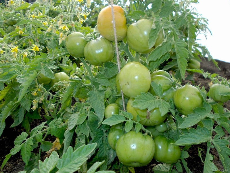 Уникальный сорт томатов Лабрадор подходит для выращивания как в теплицах, так и в открытом грунте